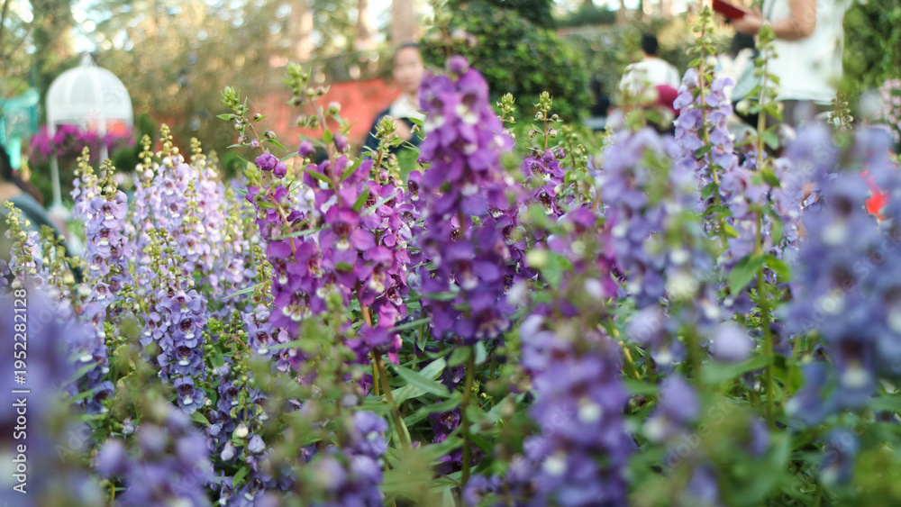 Fototapeta premium Purple flowers in garden with shallow depth of field and blurred background, creating soft and dreamy floral composition.