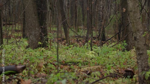 Wallpaper Mural Close view of a wet forest floor covered with fallen leaves and green plants in an autumn woodland. Natural ground texture after rain, calm atmosphere and seasonal nature detail. High quality 4k Torontodigital.ca