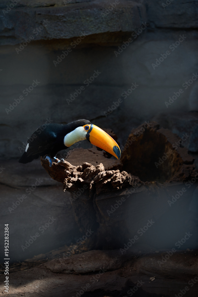 Naklejka premium Toucan on Nest or Branch, Close-up Wildlife Portrait