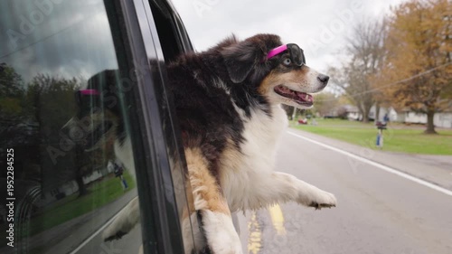 Australian shepherd dog wearing sunglasses looking out of moving car window on suburban road in USA