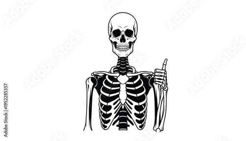 A skeleton with a ribcage and skull pointing upwards with one hand on a white background
