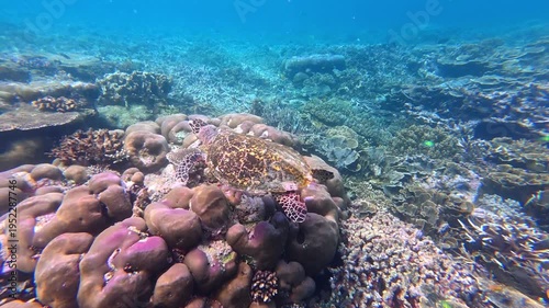 Underwater Wonders of the Tropical Reef with Beauty of Coral Reef Biodiversity	