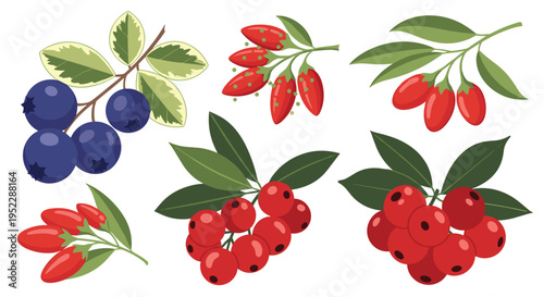 Realistic botanical illustrations of various berry branches with green leaves including blueberries and goji berries.