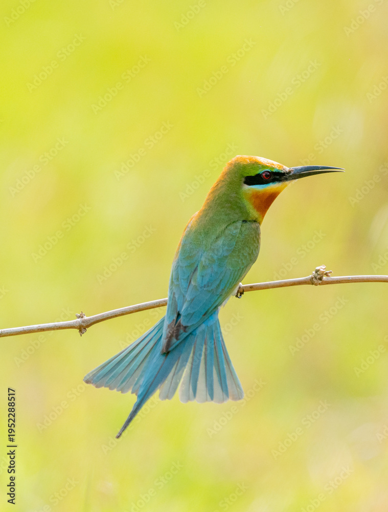 Obraz premium Bee Eaters Courtship On Branch
