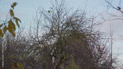Wallpaper Mural A bare tree with almost no leaves stands outdoors against a pale autumn sky. Natural seasonal scene showing late fall atmosphere, changing nature, and quiet rural or suburban surroundings. 4k footage Torontodigital.ca