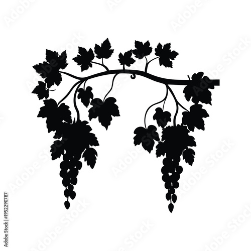 Silhouette of grapevine with leaves and grapes hanging from a branch vector illustration, vines hanging from tree silhouette vector illustration