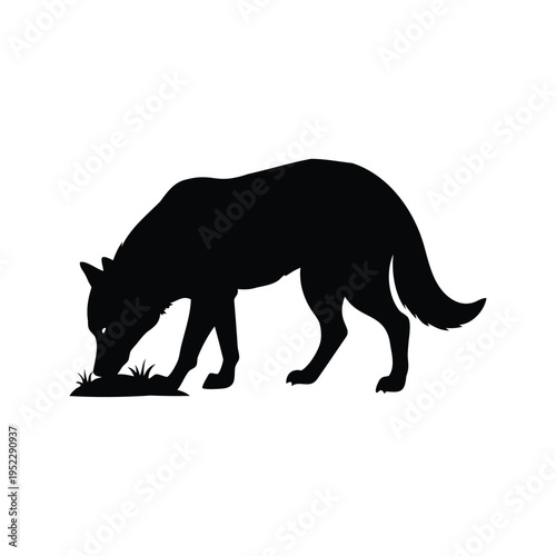 Black and white silhouette of a dog eating grass, vector illustration design, wolf sniffing ground silhouette vector illustration