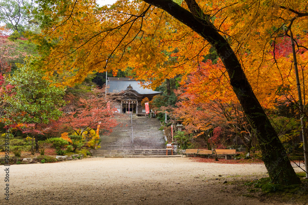 Fototapeta premium 日本の風景・秋 佐賀 紅葉の仁比山神社