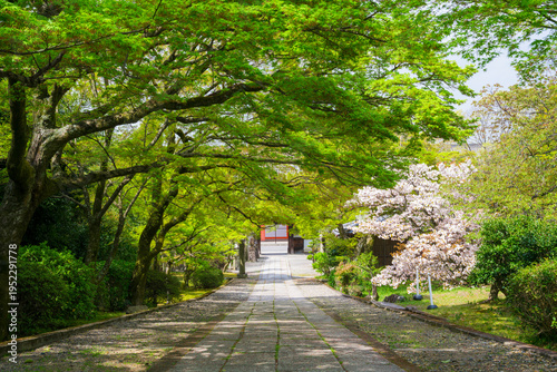 京都　養源院　新緑の参道