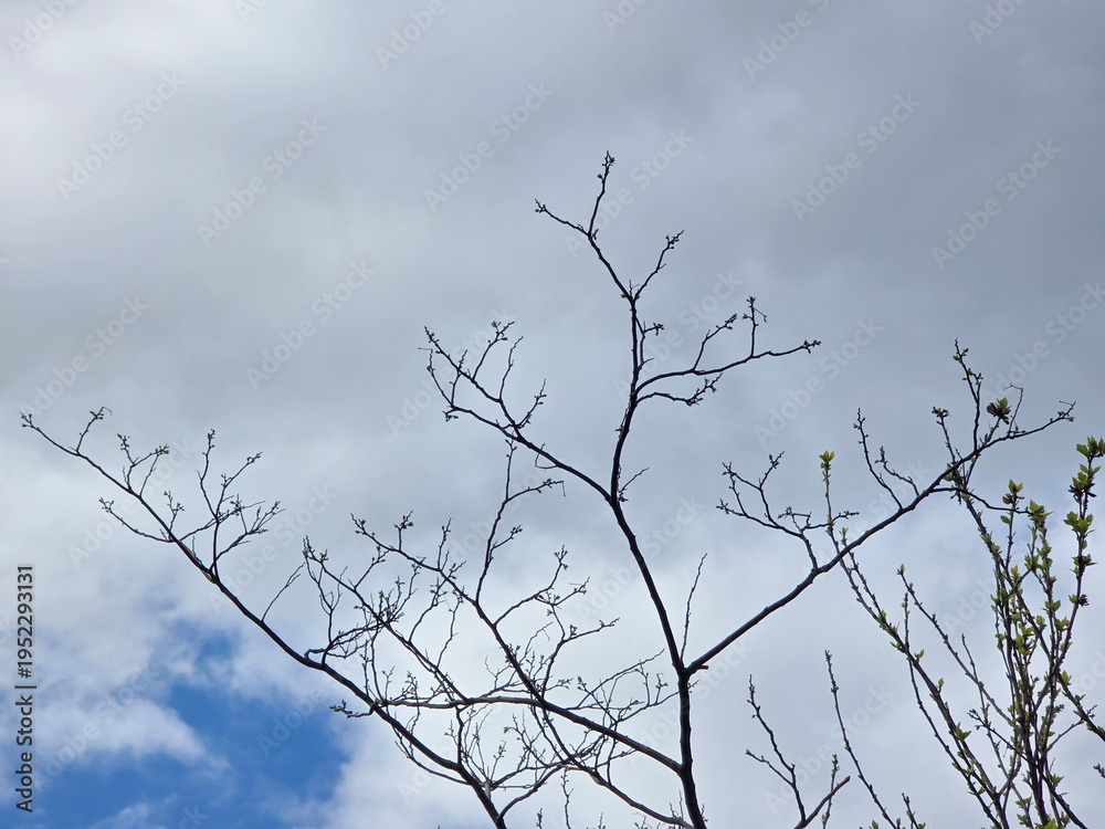 Obraz premium low angle view of a tree brunches against cloudy sky