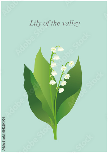 lily of the valley