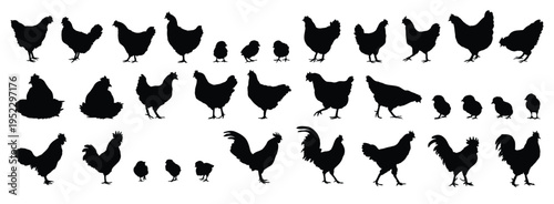 hen or chicken, rooster and chicks silhouette set. hen, rooster and chicks isolated farm animal silhouette icon vector collection