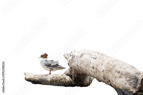 Tableau sur toile Female common merganser (Mergus merganser) perched on driftwood isolated on tran