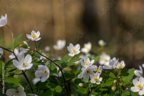 Isopyrum thalictroides flowers close up with copy space