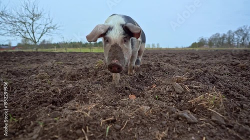 Bentheim Black spottted Pig Foraging in Muddy Field