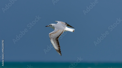Powerful flapping of seagull wings flying against the wind