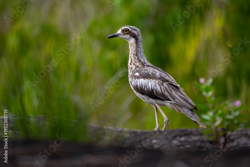 Bush Stone-curlew - Burhinus grallarius, beatufiul large, ground-dwelling bird endemic to forests and bushes of Australia.