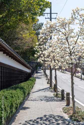 ハクモクレンの咲く道（名古屋市東区・文化のみち）
