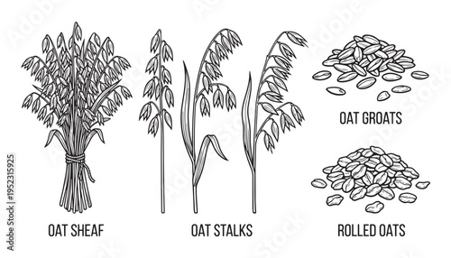Oat sheaf stalks and groats with rolled oats cereal collection vector illustration on grid background