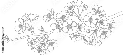 Detailed black and white outline drawing of a blossoming cherry branch with many delicate springtime flowers and buds