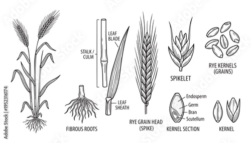 Rye grain plant botanical vector illustration, agricultural crop, cereal diagram, food source