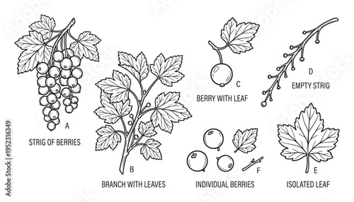 Currant berries and leaves set vector illustration, botanical drawing