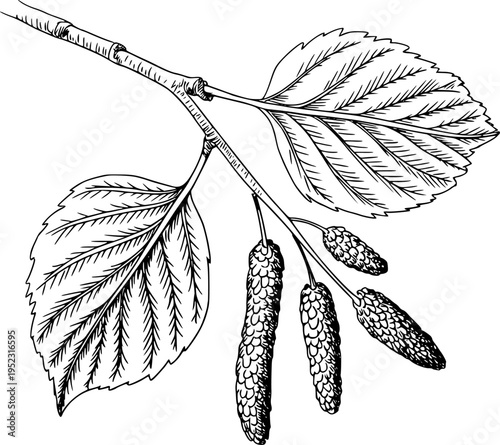 Black and white line of a birch tree branch with serrated leaves and catkins a white background