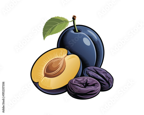Fresh and dried plums icon set vector. Prune plum icon set vector isolated on white background. Whole and half plum vector illustration