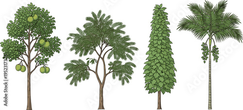 Tree illustrations, fruit trees, palm tree, conifer, feathery foliage, botanical diversity, vector design
