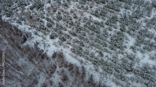 A walk along a forest path in winter.