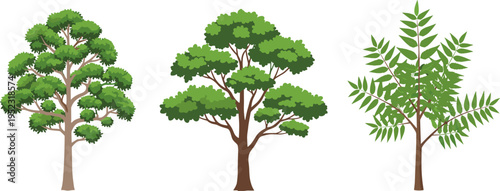 Tree illustrations, deciduous foliage, flowering trees, palm tree, botanical diversity, seasonal nature vector design