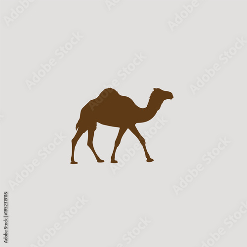 camel in desert