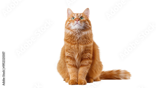 Billede på lærred Fluffy ginger cat with bright green eyes sitting attentively, looking upwards, a