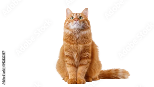 Fototapeta na wymiar Fluffy ginger cat with bright green eyes sitting attentively, looking upwards, an adorable domestic feline isolated PNG on transparent background