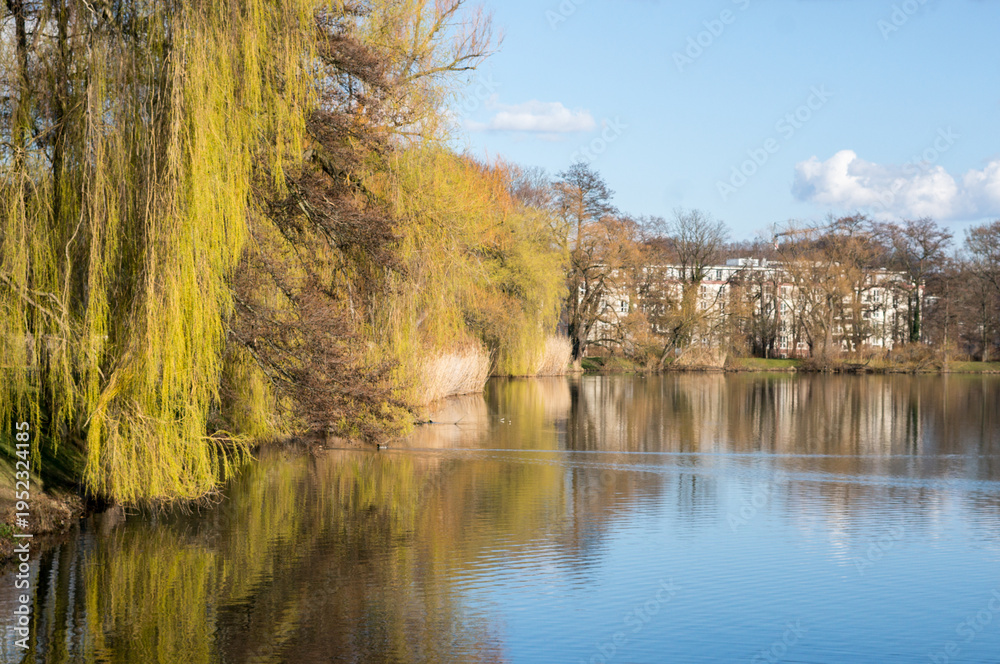 Obraz premium swan pond park in zwickau in the spring
