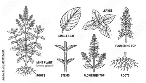 Mint plant botanical diagram featuring roots stems leaves and flowering top part vector illustration