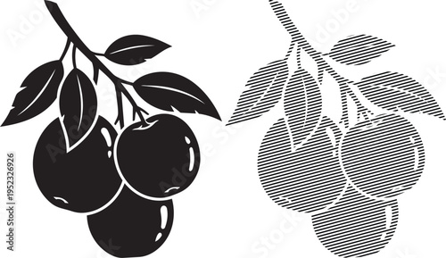 Comparison of two distinct styles of plum illustrations with leaves and clusters