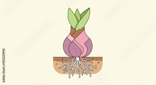 A stylized illustration of a sprouting bulb with roots in soil, light background