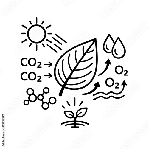 Monochrome line art depicting the fundamental process of photosynthesis, showcasing sunlight, carbon dioxide, oxygen, water, and essential plant life functions