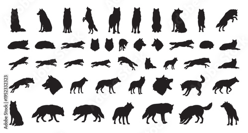 Quick wolves sprint through plains. Rapid canines dash across open fields energetically. Speedy predators run freely over extensive natural grounds with vigorous and lively movements