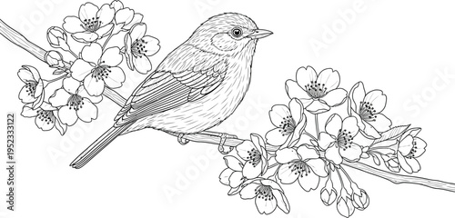 Detailed black and white line art drawing of a small songbird perched delicately upon a blooming spring cherry blossom branch.