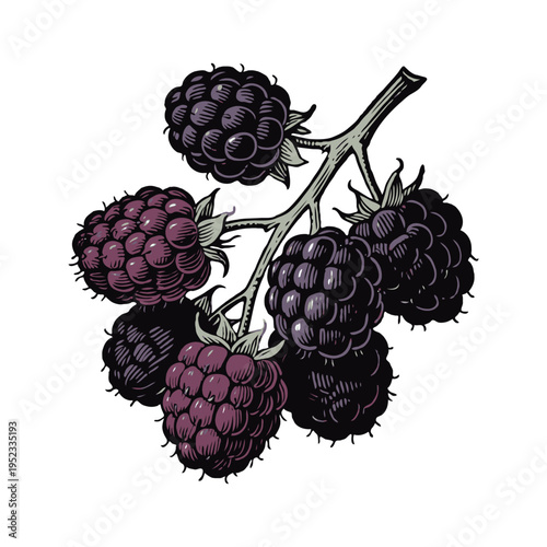 Cluster of ripe blackberries with leaves in hand-drawn engraving style on white background, depicting botanical or organic fruit concept