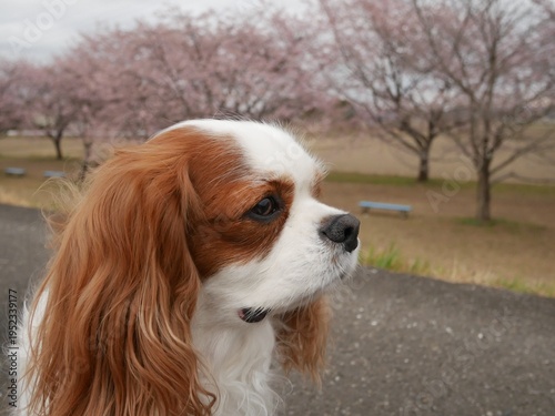 Fotografie Portrait of a cute Cavalier King Charles Spaniel with blurry cherry blossom back