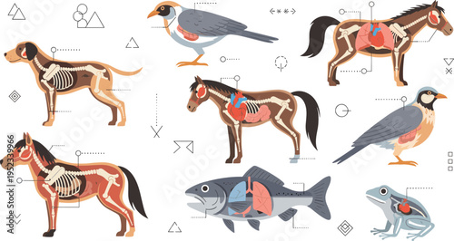 Animal Anatomy Illustration Collection Featuring Horse, Dog, Bird, Fish, and Frog with Internal Organs and Skeletal Details in Educational Flat Vector Style for Science Design.
