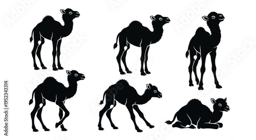 Set of Black Camel Silhouettes in Various Poses - Standing, Walking, Sitting
