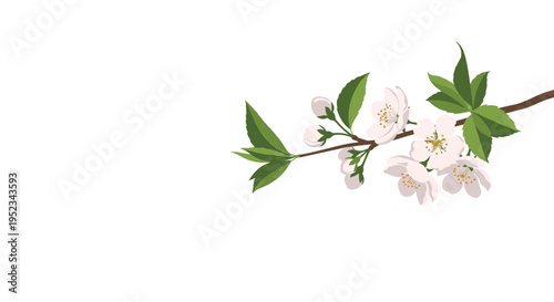 Delicate cherry blossom branch with white flowers and green leaves isolated on a plain white background for spring themes.