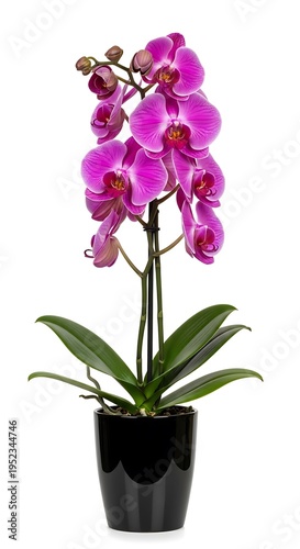 Blooming purple orchid plant in glossy black container