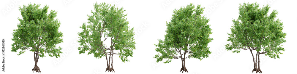 Obraz premium Green maple trees with twisted vine trunks isolated on transparent background 3d rendering png