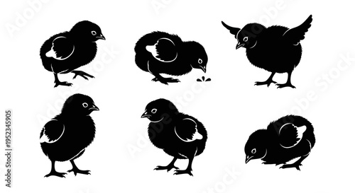 Set of Black Silhouettes of Chicks in Various Poses on White Background