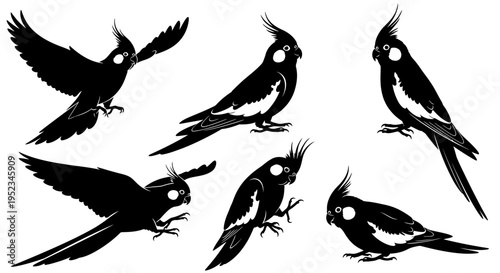 Set of Black Silhouettes of Cockatiels in Various Poses on White Background